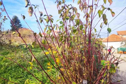 Palih boraca | 4zida.rs