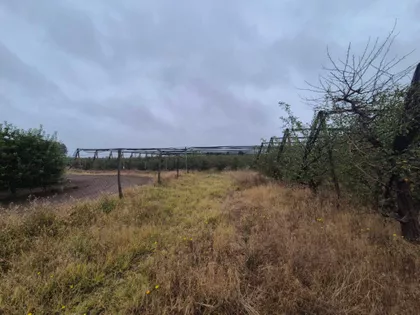 Bački Vinogradi | 4zida.rs
