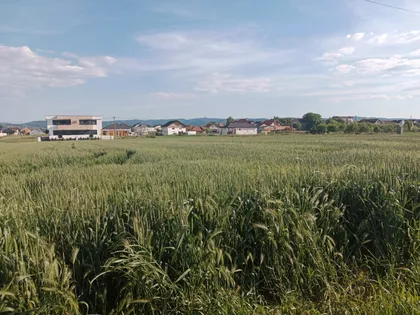 Rumenačka | 4zida.rs