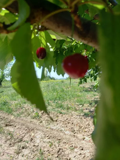 Pasuljište | 4zida.rs
