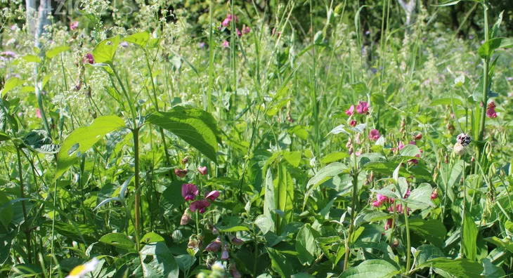 Poljoprivredno zemljište | 4zida