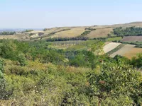 Čerević, Okolne lokacije, Beočin | 4zida.rs