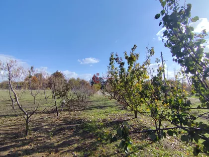 Bački Vinogradi | 4zida.rs