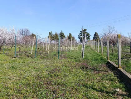 Ostružnica | 4zida.rs