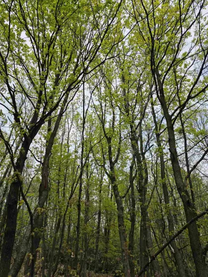Bukovik | 4zida.rs