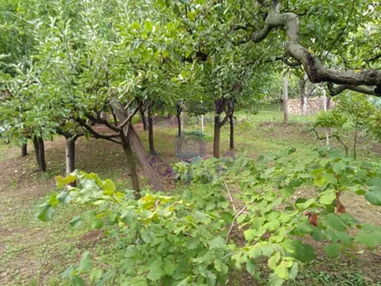 Puckaroš | 4zida.rs