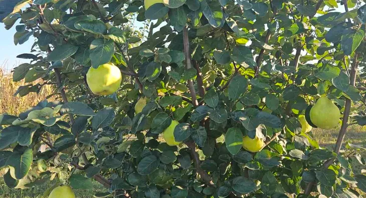 Poljoprivredno zemljište | 4zida