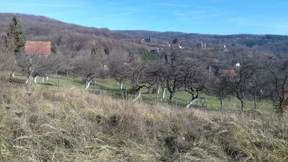 Mikice Lesjaka bb | 4zida.rs