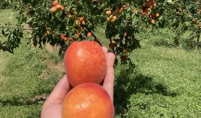 Poljoprivredno zemljište | 4zida