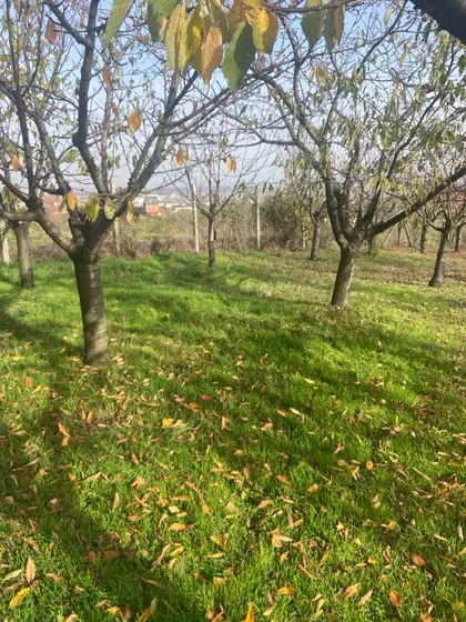 Strazarska kosa | 4zida.rs