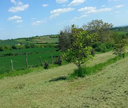 Svetosavska | 4zida.rs