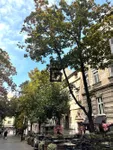 Beograd, Stari Grad opština, Beograd centar, Kosančićev Venac | 4zida.rs | 4zida.rs