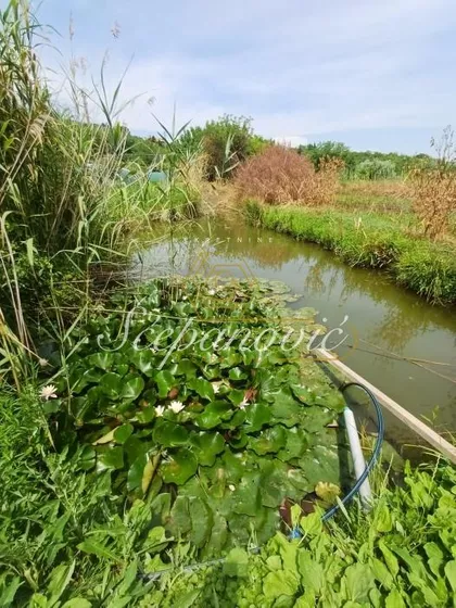 Alibegovac | 4zida.rs
