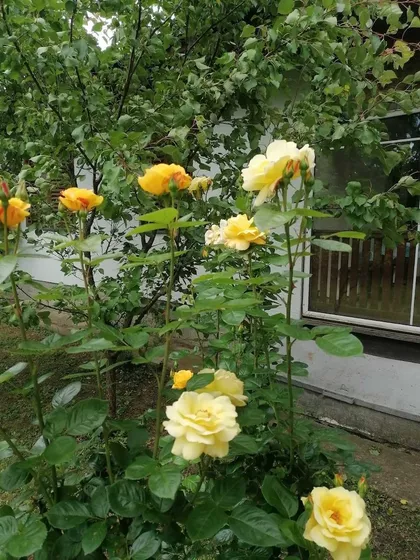 Ugrinovci | 4zida.rs