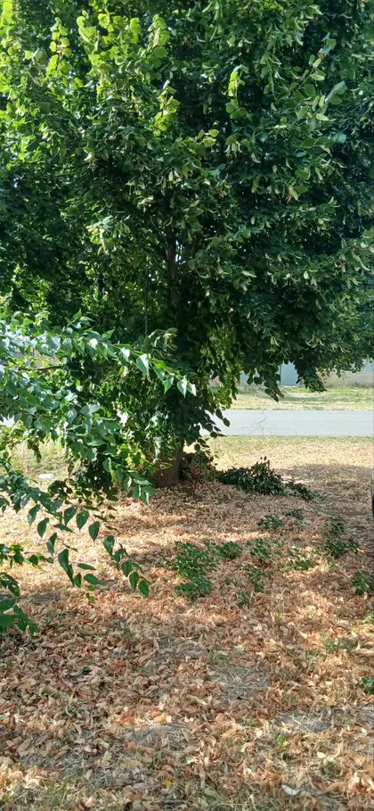 Lajoša Košuta 49 | 4zida.rs