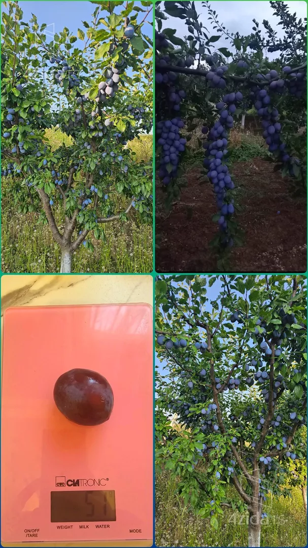 Poljoprivredno zemljište | 4zida