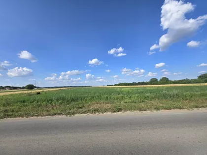 Žarkih Suncokreta | 4zida.rs