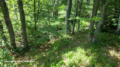 Osečenica | 4zida.rs