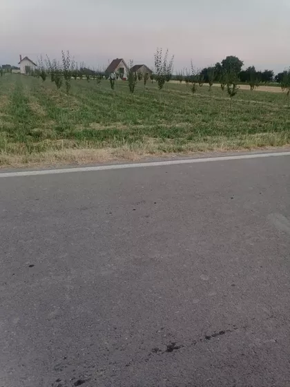 Fenečka | 4zida.rs