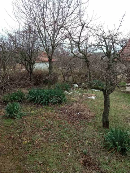 Dračka | 4zida.rs