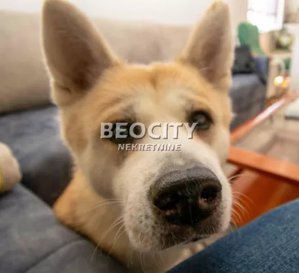 Gandijeva | 4zida.rs