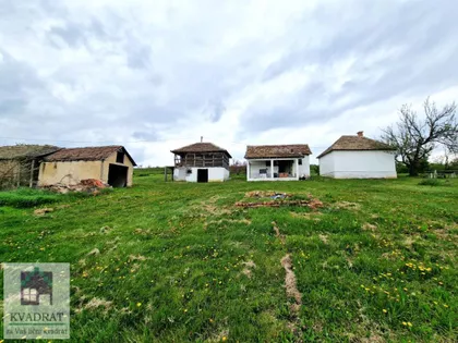 Pambukovica | 4zida.rs