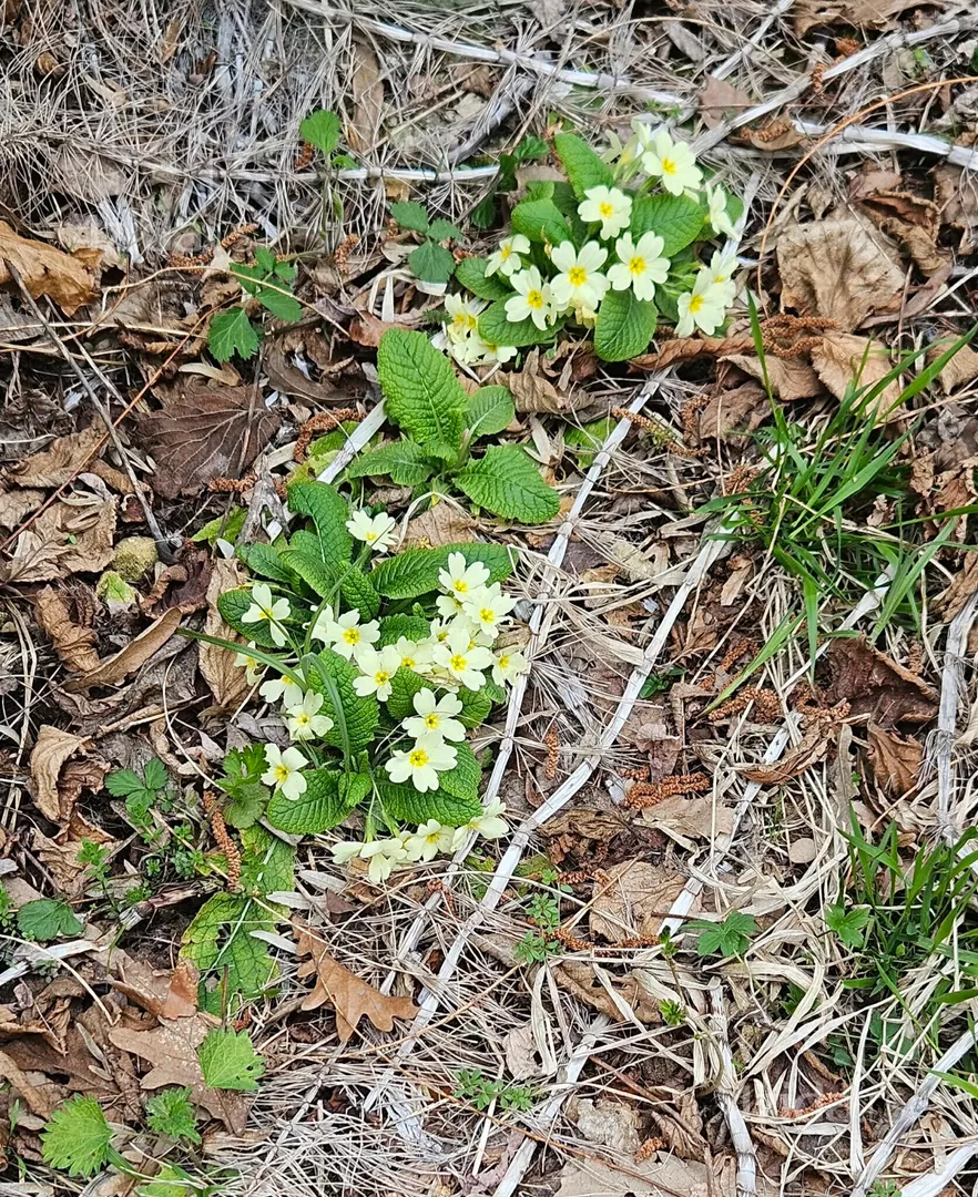 Poljoprivredno zemljište | 4zida