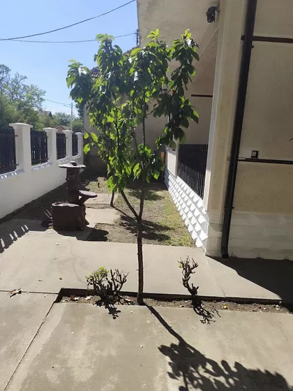 Heroja Raše | 4zida.rs