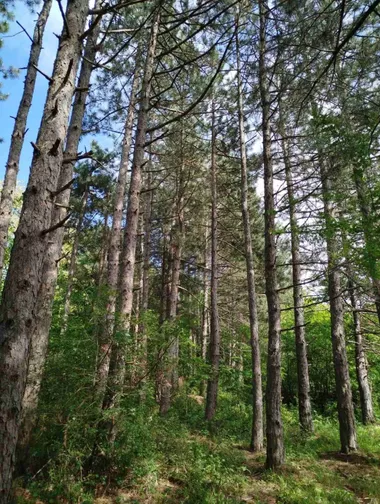 Berbatovo