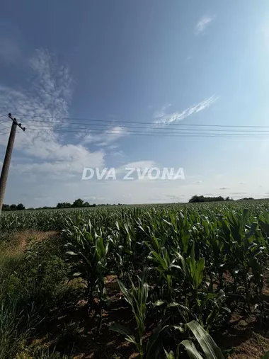 Čortanovci
