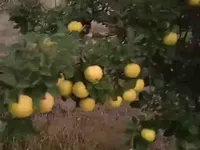 Mali Radanovac, Gradske lokacije, Subotica | 4zida.rs