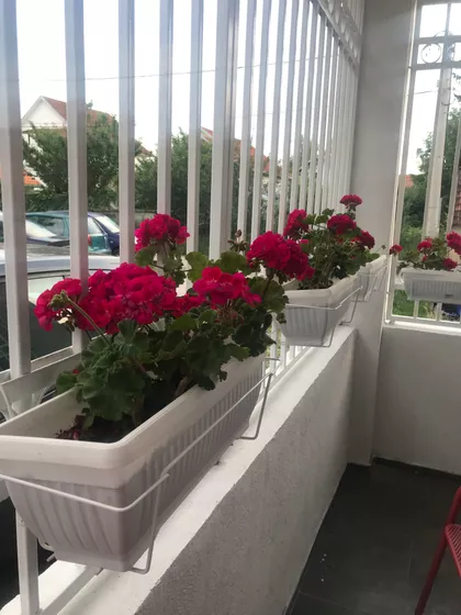 Pekarska 1 | 4zida.rs