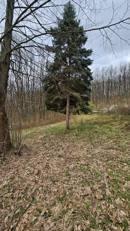 Zaselak Šumski Gaj | 4zida.rs