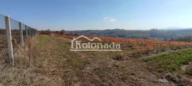 Rogača