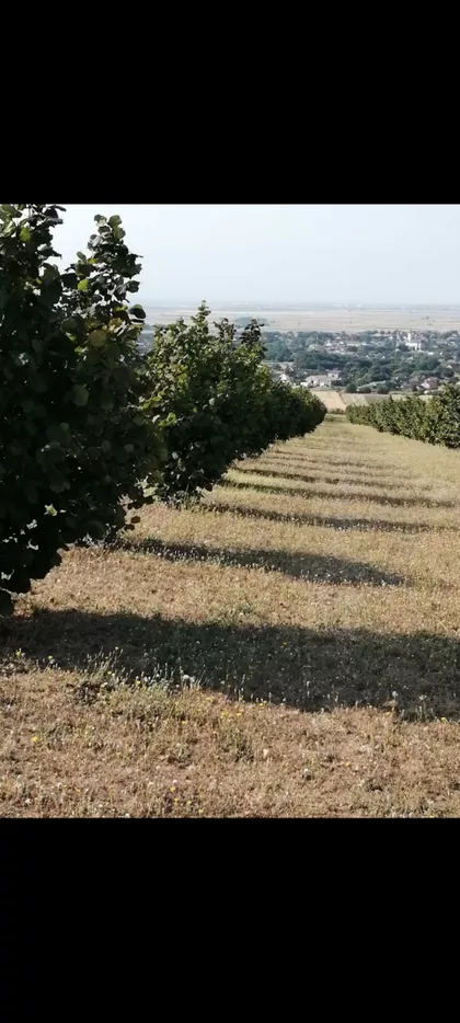 Spomenička | 4zida.rs