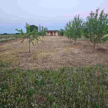 Surčin