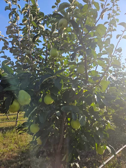 Svetozara Markovića | 4zida.rs