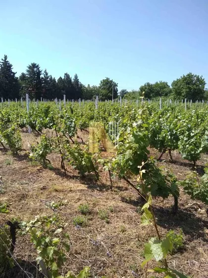 Petrovaradin | 4zida.rs