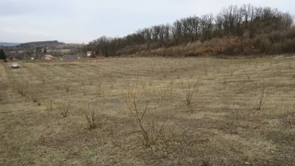 Put Za Malu Ivanču | 4zida.rs