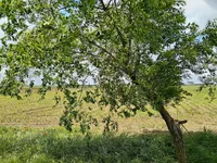 Stari Banovci, Okolne lokacije, Stara Pazova | 4zida.rs