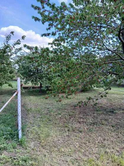 Ruža | 4zida.rs
