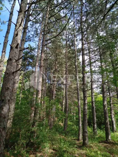 Berbatovo