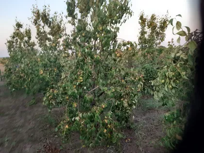 Starčevo | 4zida.rs