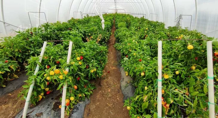 Poljoprivredno zemljište | 4zida