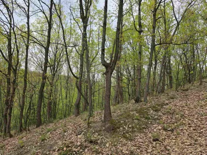Bukovik | 4zida.rs