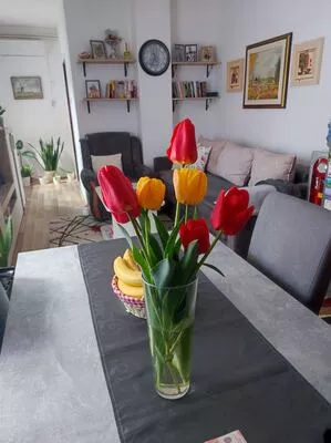 Zrenjanin, Zeleno polje | 4zida.rs