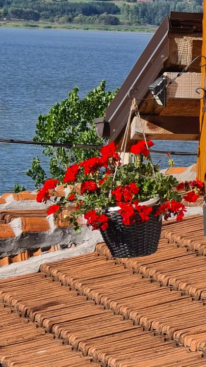 Golo Brdo | 4zida.rs