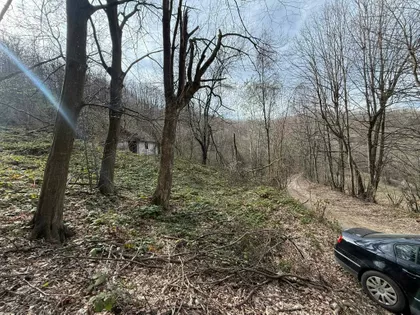 Miće Popovića | 4zida.rs