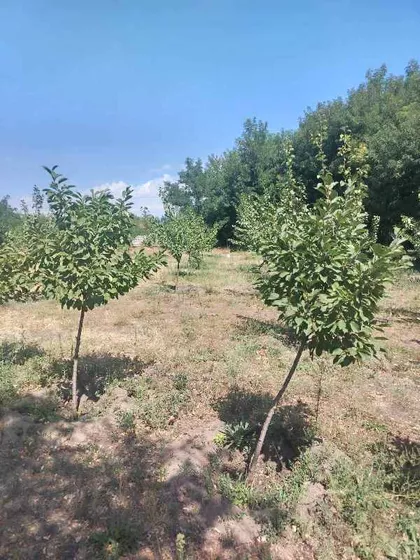 Željezničko Naselje | 4zida.rs