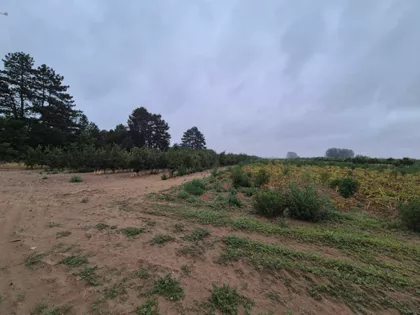 Bački Vinogradi | 4zida.rs